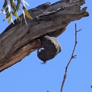 Callocephalon fimbriatum at Hughes, ACT - 23 Aug 2019