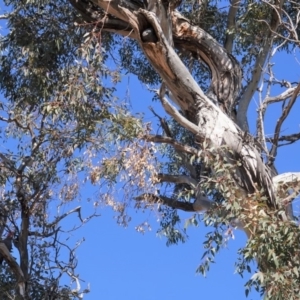 Callocephalon fimbriatum at Hughes, ACT - 23 Aug 2019