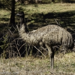 Dromaius novaehollandiae (Emu) at Coree, ACT - 17 Aug 2019 by BIrdsinCanberra