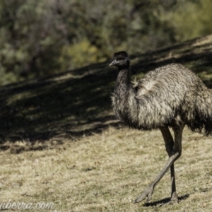 Dromaius novaehollandiae at Coree, ACT - 17 Aug 2019