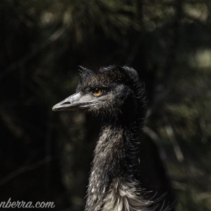 Dromaius novaehollandiae at Coree, ACT - 17 Aug 2019