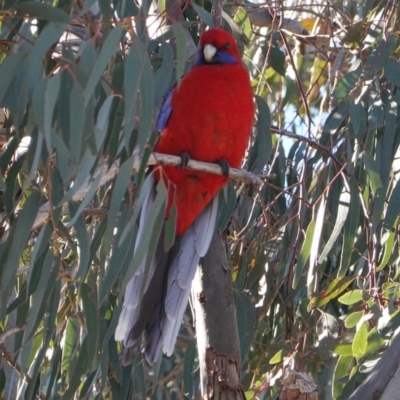 Platycercus elegans (Crimson Rosella) at Deakin, ACT - 22 Aug 2019 by JackyF