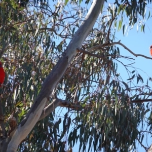 Platycercus elegans at Deakin, ACT - 23 Aug 2019