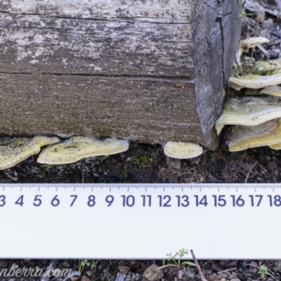 Trametes sp. at Stony Creek - 17 Aug 2019 by BIrdsinCanberra