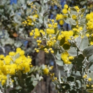 Acacia podalyriifolia at Hughes, ACT - 23 Aug 2019