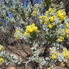 Acacia podalyriifolia at Hughes, ACT - 23 Aug 2019