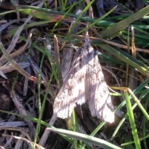 Nola vernalis at Aranda, ACT - 23 Aug 2019 03:48 PM