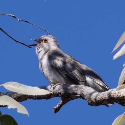Cacomantis pallidus (Pallid Cuckoo) at Symonston, ACT - 22 Aug 2019 by rawshorty