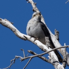 Cacomantis pallidus at Symonston, ACT - 23 Aug 2019 09:58 AM