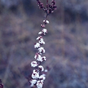 Leucopogon attenuatus at Theodore, ACT - 15 Jul 2001