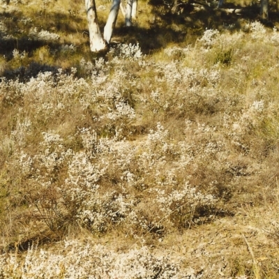 Styphelia attenuata (Small-leaved Beard Heath) at Conder, ACT - 15 Aug 1999 by MichaelBedingfield