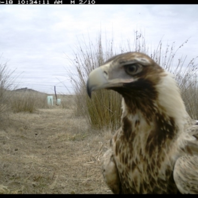 Aquila audax (Wedge-tailed Eagle) at Michelago, NSW - 18 Aug 2019 by Illilanga