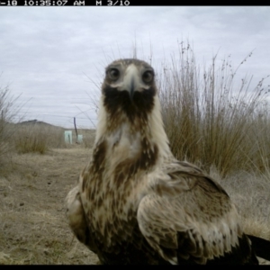 Aquila audax at Michelago, NSW - 18 Aug 2019