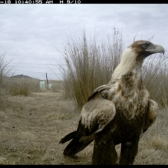 Aquila audax at Michelago, NSW - 18 Aug 2019