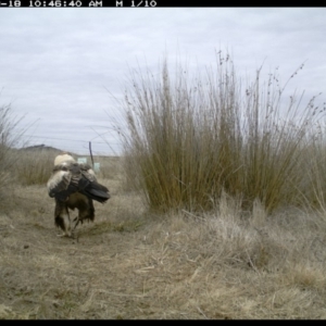 Aquila audax at Michelago, NSW - 18 Aug 2019