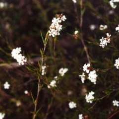 Leucopogon virgatus (Common Beard-heath) at Conder, ACT - 14 Oct 2001 by MichaelBedingfield