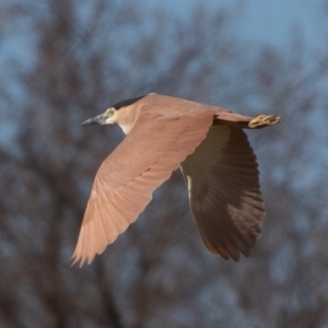 Nycticorax caledonicus at Fyshwick, ACT - 24 Aug 2019