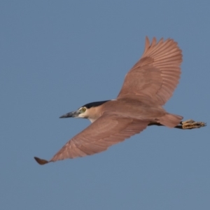 Nycticorax caledonicus at Fyshwick, ACT - 24 Aug 2019