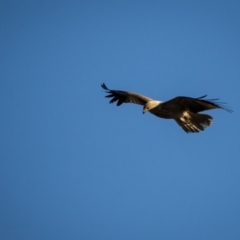 Haliastur sphenurus at Murrumbateman, NSW - 24 Aug 2019