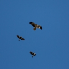 Haliastur sphenurus at Murrumbateman, NSW - 24 Aug 2019