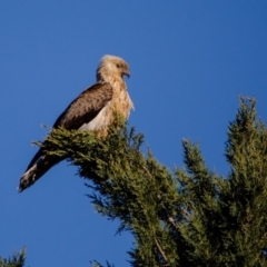 Haliastur sphenurus at Murrumbateman, NSW - 24 Aug 2019