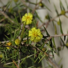 Acacia ulicifolia (Prickly Moses) at Stony Creek Nature Reserve - 24 Aug 2019 by KumikoCallaway