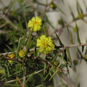 Acacia ulicifolia at Carwoola, NSW - 24 Aug 2019 10:12 AM