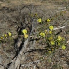 Acacia ulicifolia at Carwoola, NSW - 24 Aug 2019