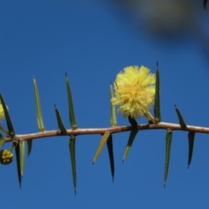 Acacia ulicifolia at Carwoola, NSW - 24 Aug 2019 10:12 AM