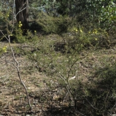 Acacia ulicifolia at Carwoola, NSW - 24 Aug 2019 10:12 AM