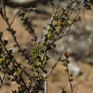 Acacia gunnii at Carwoola, NSW - 24 Aug 2019 10:15 AM