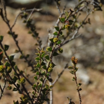 Acacia gunnii (Ploughshare Wattle) at Carwoola, NSW - 24 Aug 2019 by KumikoCallaway