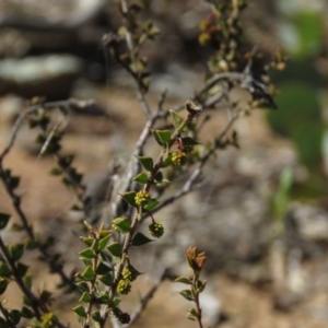 Acacia gunnii at Carwoola, NSW - 24 Aug 2019 10:15 AM