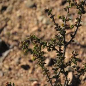 Acacia gunnii at Carwoola, NSW - 24 Aug 2019 10:15 AM