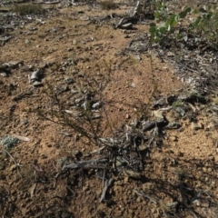 Acacia gunnii at Carwoola, NSW - 24 Aug 2019 10:15 AM