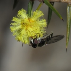 Melangyna sp. (genus) (Hover Fly) at Carwoola, NSW - 24 Aug 2019 by KumikoCallaway
