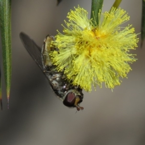 Melangyna sp. (genus) at Carwoola, NSW - 24 Aug 2019 10:11 AM