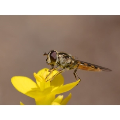 Syrphini sp. (tribe) (Unidentified syrphine hover fly) at Mount Majura - 23 Aug 2019 by kdm