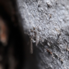 Empididae (family) (Dance fly) at Hackett, ACT - 12 Aug 2019 by TimL