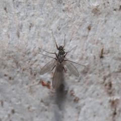 Empididae sp. (family) at Hackett, ACT - 12 Aug 2019