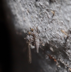 Empididae sp. (family) at Hackett, ACT - 12 Aug 2019