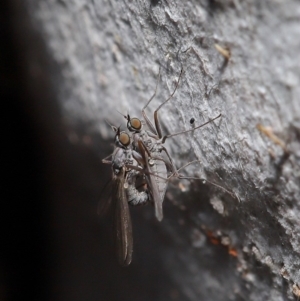 Empididae (family) at Hackett, ACT - 12 Aug 2019 12:50 PM