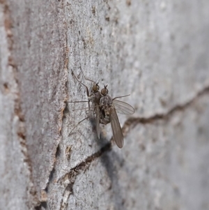 Empididae (family) at Hackett, ACT - 12 Aug 2019 12:50 PM