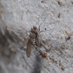 Empididae sp. (family) at Hackett, ACT - 12 Aug 2019