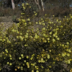 Acacia ulicifolia at Fadden, ACT - 24 Aug 2019