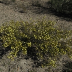 Acacia ulicifolia at Fadden, ACT - 24 Aug 2019