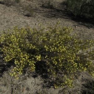 Acacia ulicifolia at Fadden, ACT - 24 Aug 2019 02:38 PM