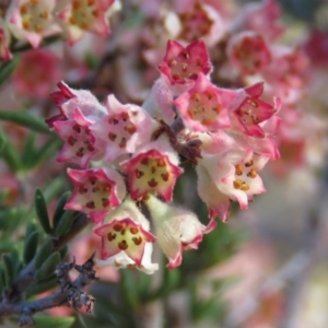 Cryptandra sp. Floriferous (W.R.Barker 4131) W.R.Barker at Fadden, ACT - 24 Aug 2019