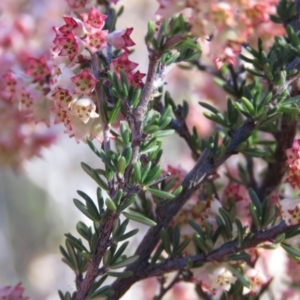 Cryptandra sp. Floriferous (W.R.Barker 4131) W.R.Barker at Fadden, ACT - 24 Aug 2019