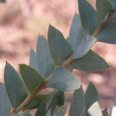 Acacia cultriformis at Fadden, ACT - 24 Aug 2019 02:57 PM